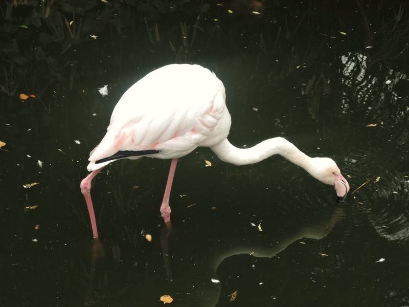 Roof Garden English Woodland Garden