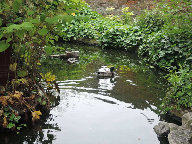 Roof Garden English Woodland Garden