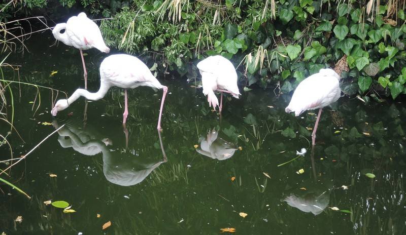 Roof Garden English Woodland Garden