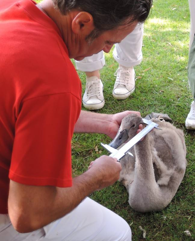 Swan Upping on the River Thames - Measuring