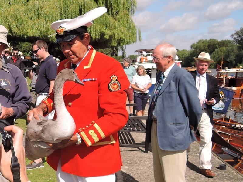 Swan Upping on the River Thames - Queen’s Swan Marker, David Barber