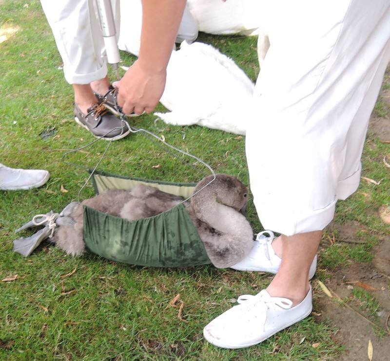 Swan Upping on the River Thames - Weighing
