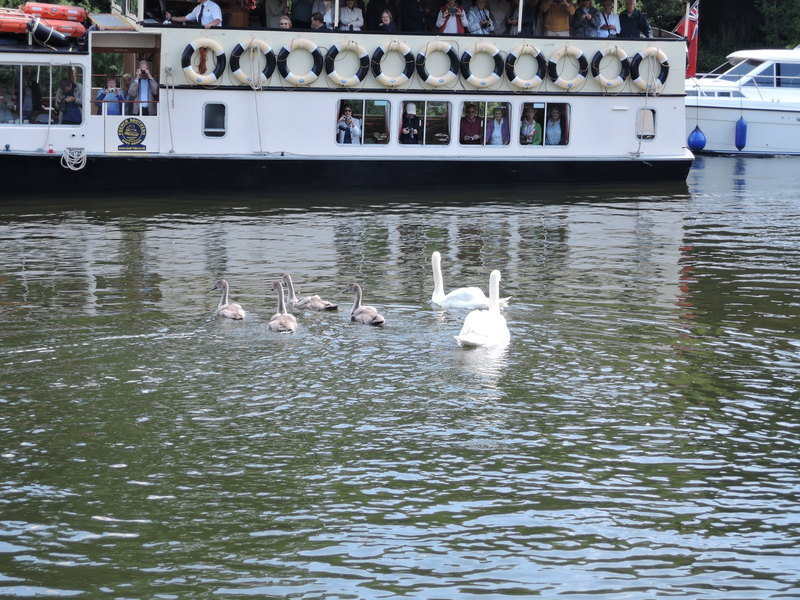 Swan Upping on the River Thames - Swans are released