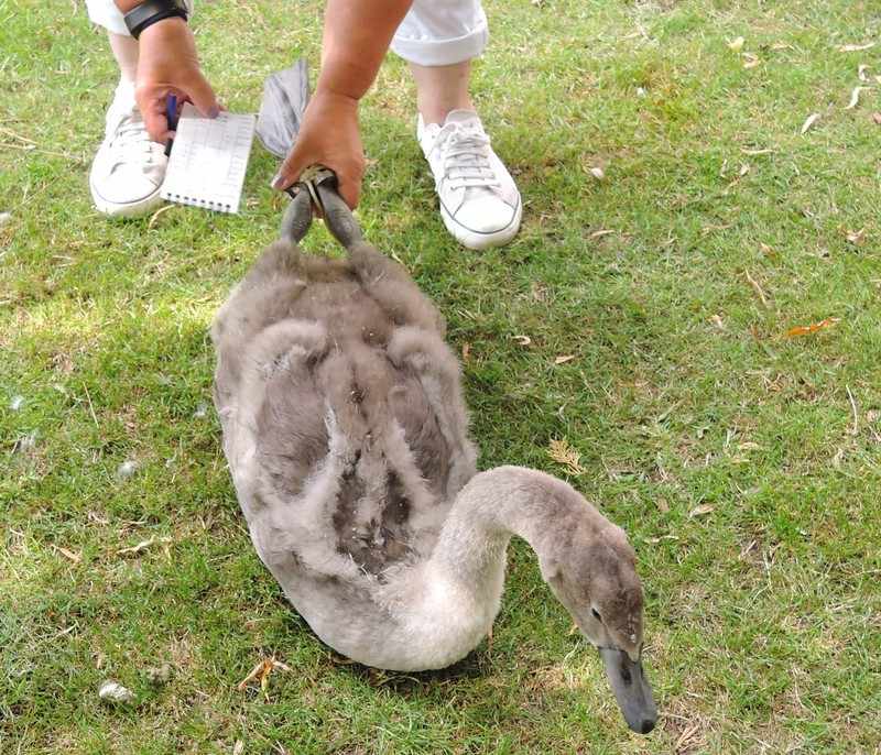 Swan Upping on the River Thames - Health Check