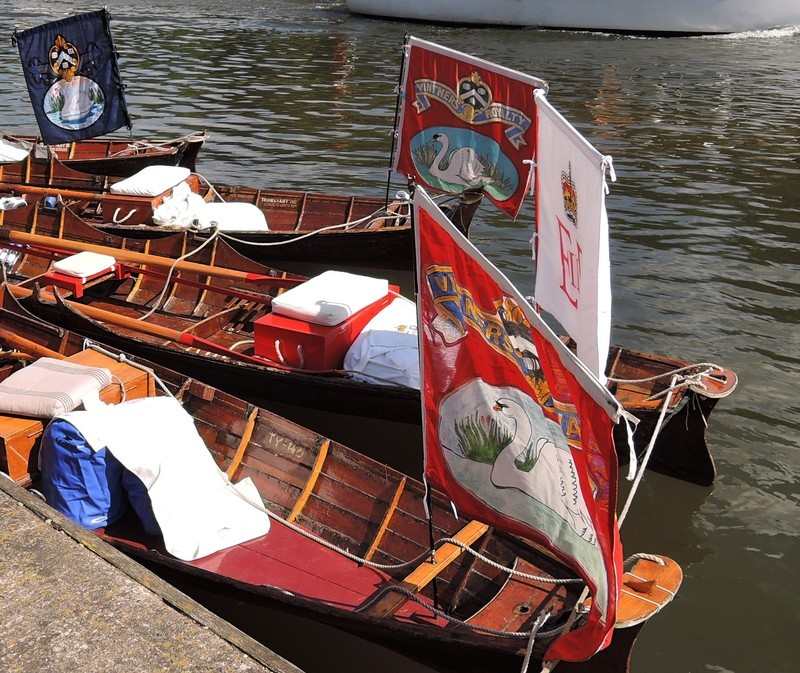Swan Upping on the River Thames - Skiffs