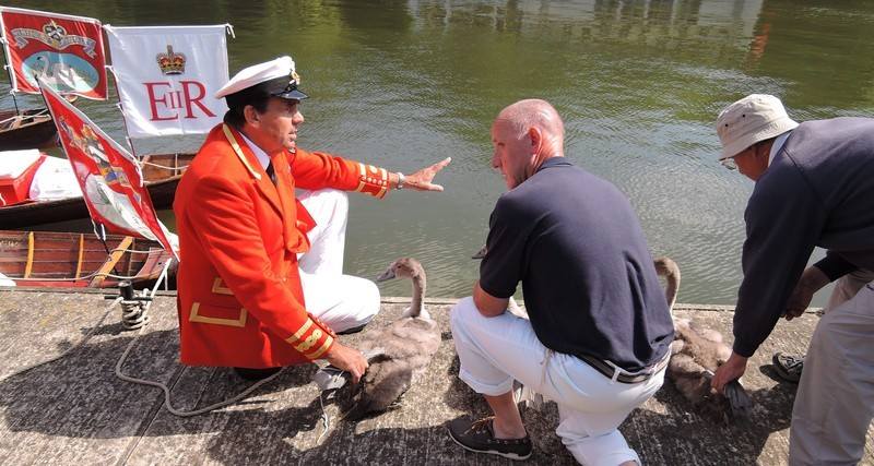 Swan Upping on the River Thames