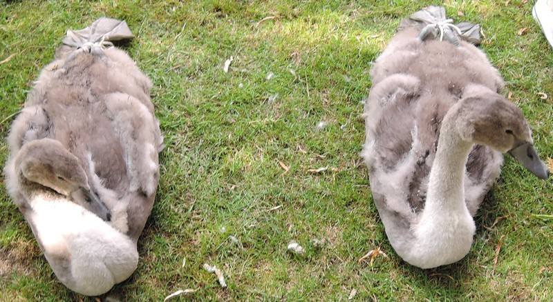 Swan Upping on the River Thames - Cygnets