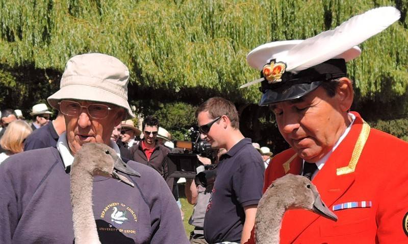 Swan Upping on the River Thames