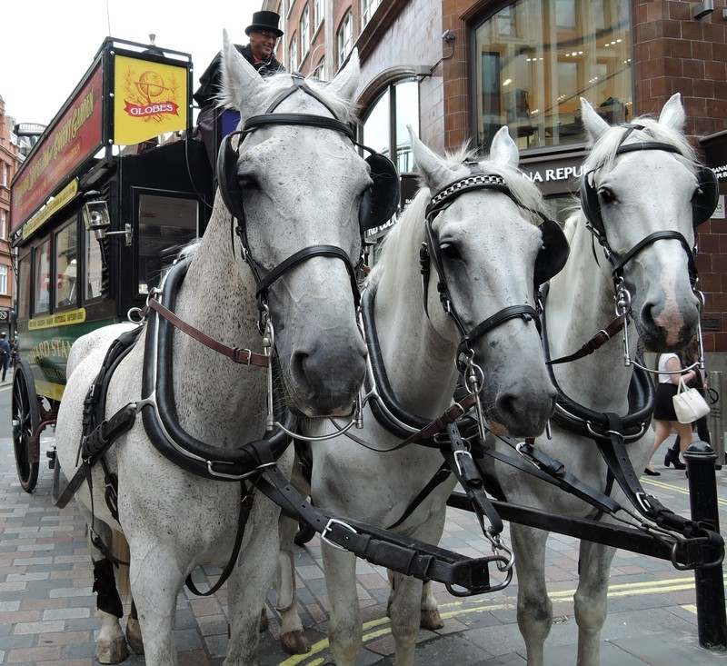 Stanfords Horse Drawn Omnibus