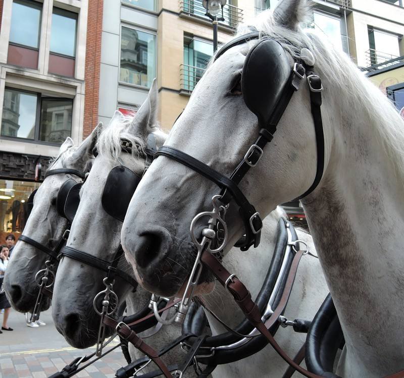 Stanfords Horse Drawn Omnibus