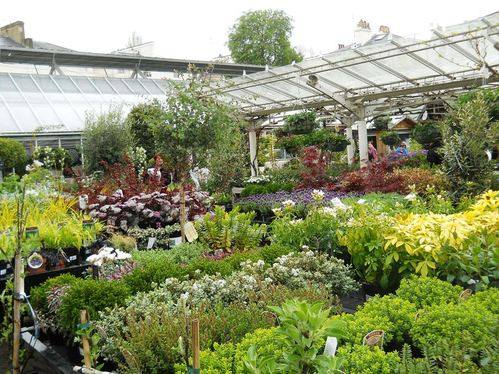 Clifton Nurseries