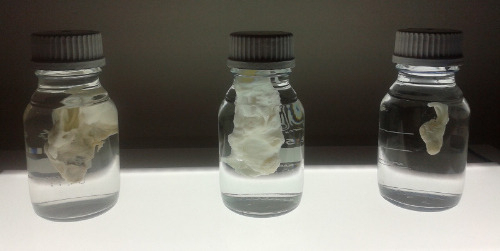 Future Human at GV Art - Decellularisation Organs by Gosia Stasiewicz