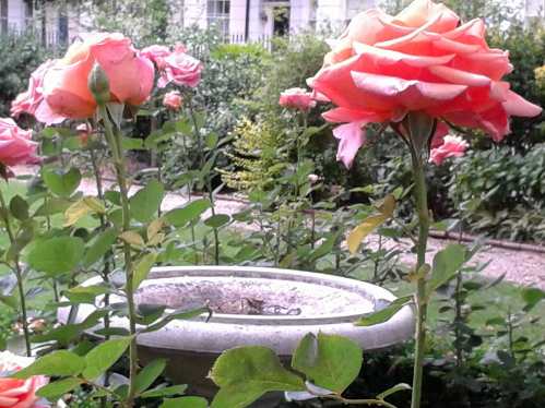 Montagu Square Gardens