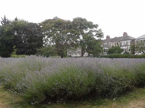 vauxhall park lavander garden
