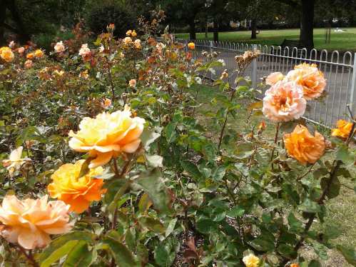 vauxhall park formal garden